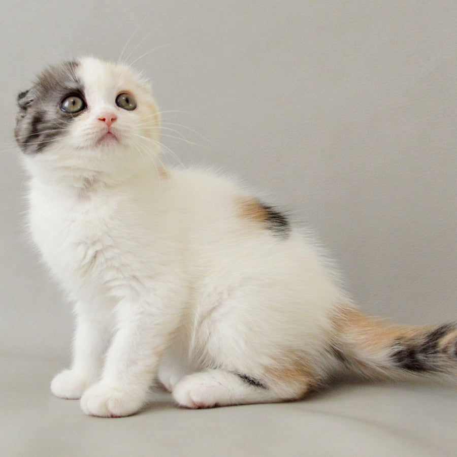 Wyomy Scottish Fold female, black tortie silver tabby van
