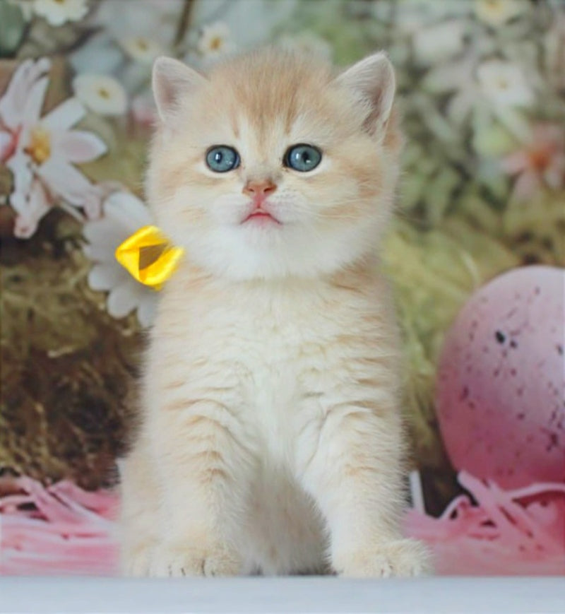 Fialka British Shorthair female blue golden chinchilla live animals