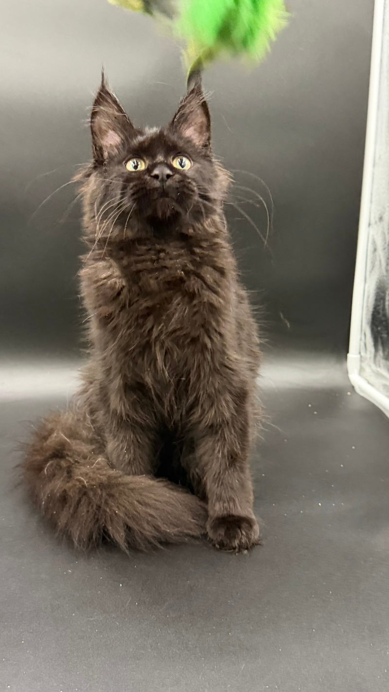 Wanda Maine Coon female, black