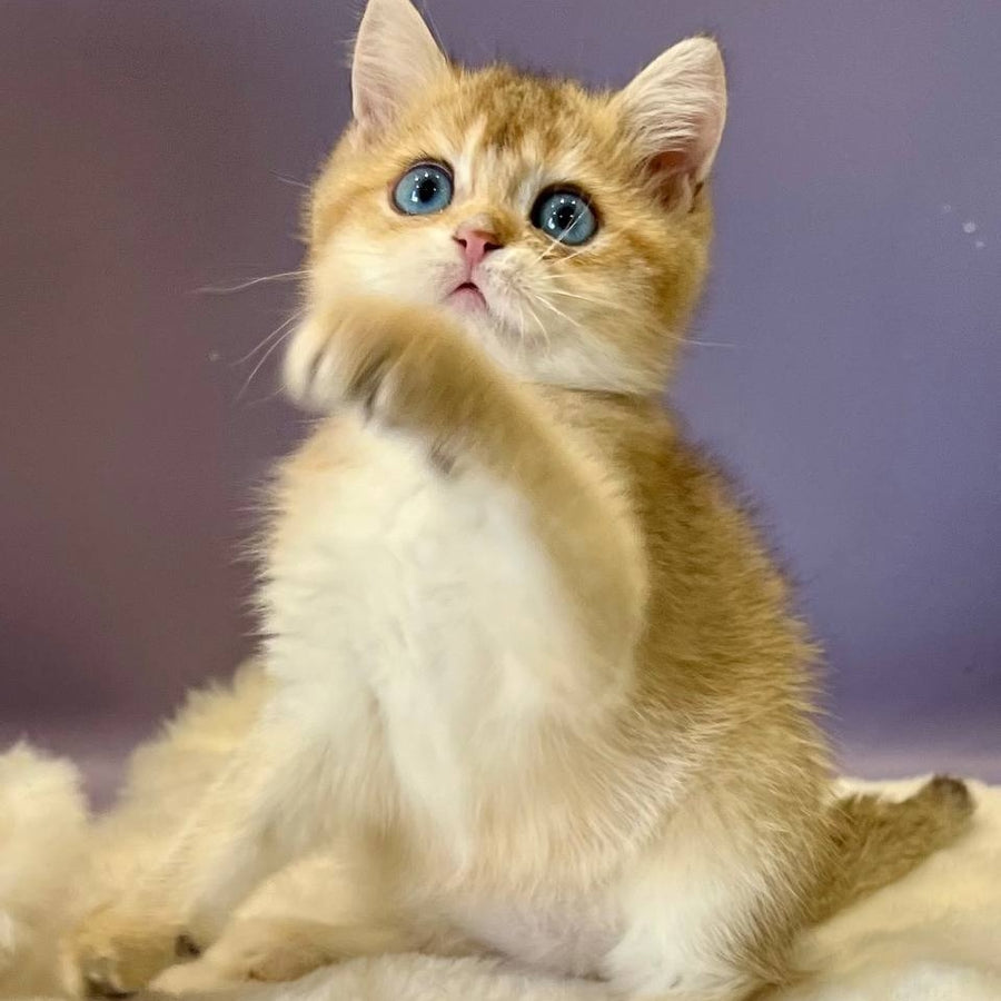 Irvin British Shorthair male, black golden shaded