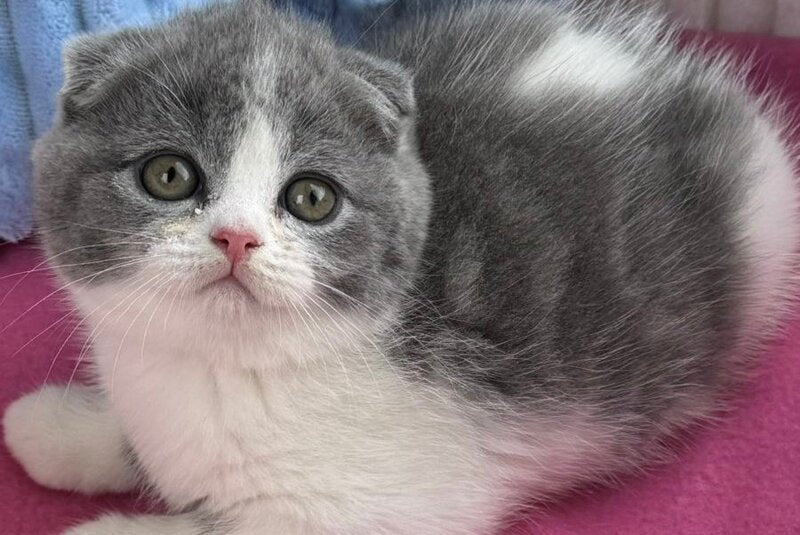 Archie Scottish Fold male, blue bicolour