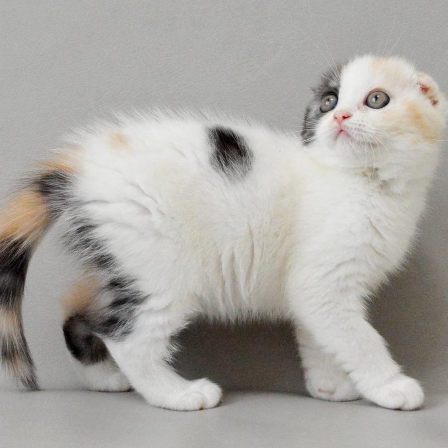 Wyomy Scottish Fold female, black tortie silver tabby van