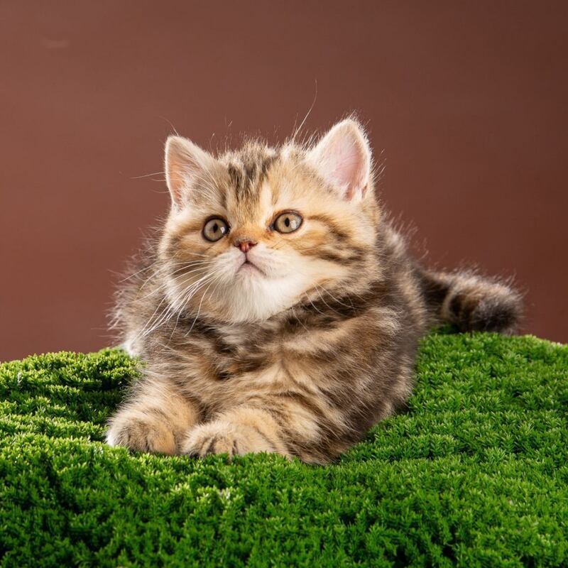 Naomie Scottish Straight male black tortie tabby - live animals