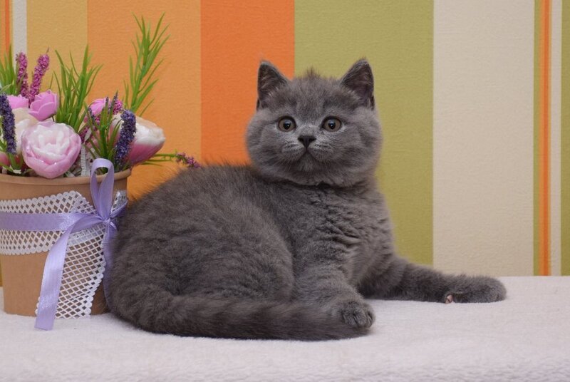 Uyalay British Shorthair male, blue