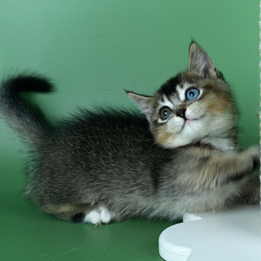 Kai Munchkin male, black ticked tabby
