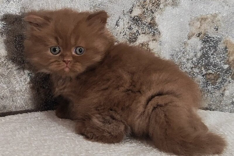 Urban British Longhair male cinnamon - live animals