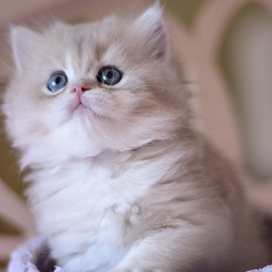 York British Longhair male, blue golden chinchilla