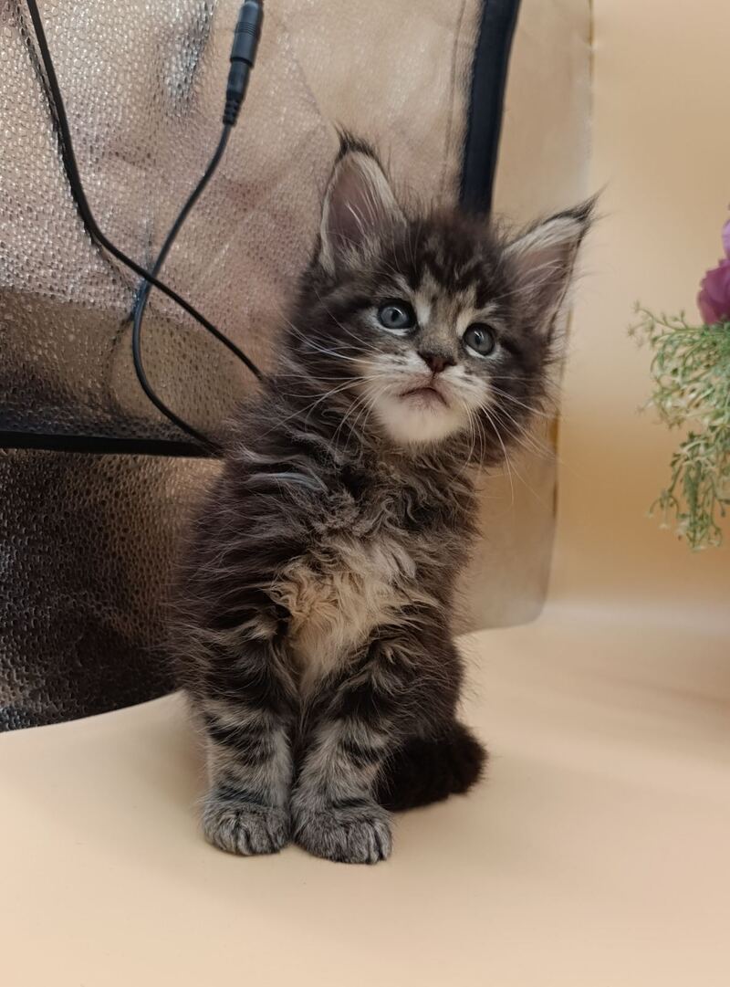 Dimitri Maine Coon male, black silver tabby