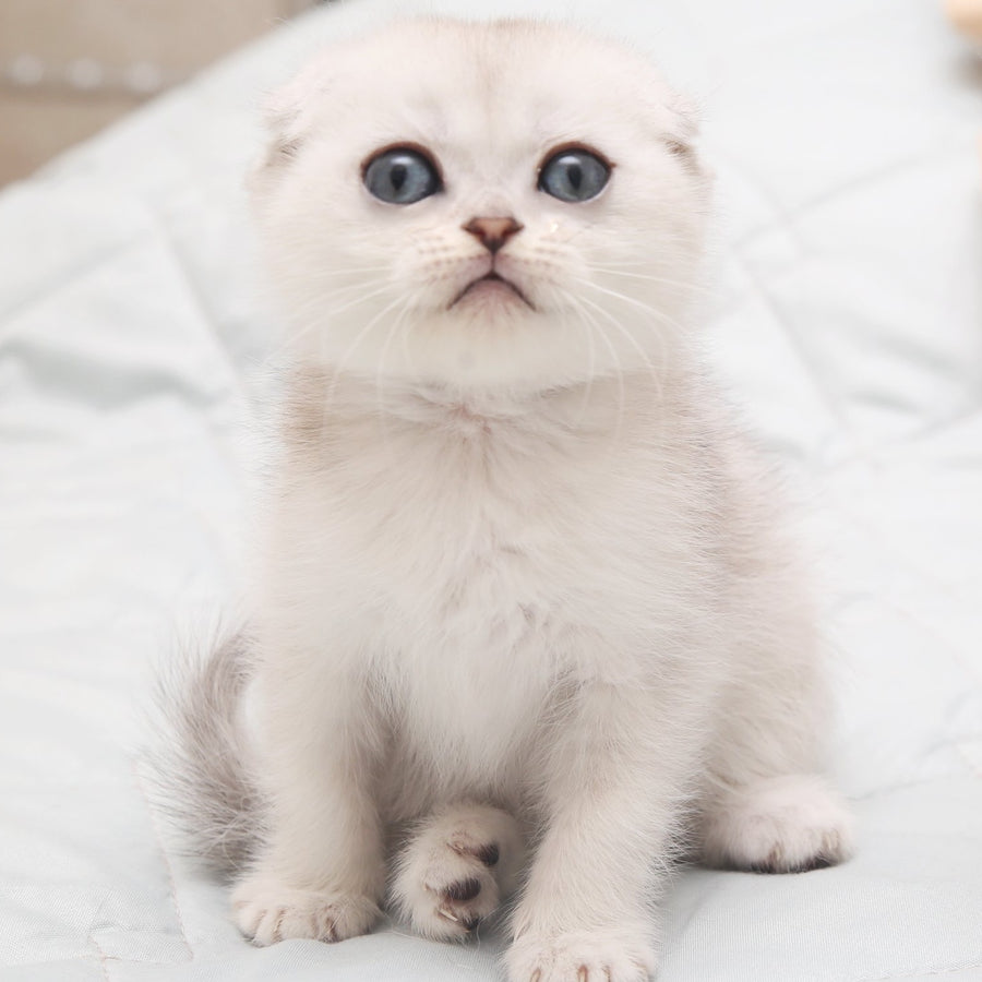 Hatti Scottish Fold female, black silver shaded