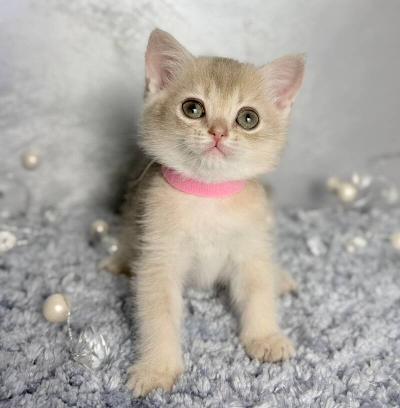 Elmira Scottish Straight female, blue golden shaded