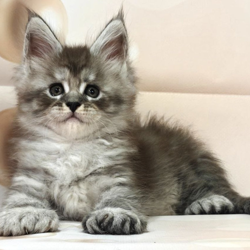 Alexander Maine Coon polydactyl 6x6x6x6 male, black silver ticked tabby