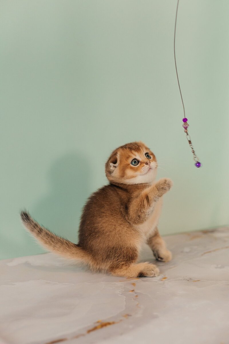 Velur Scottish Fold male, black golden ticked tabby