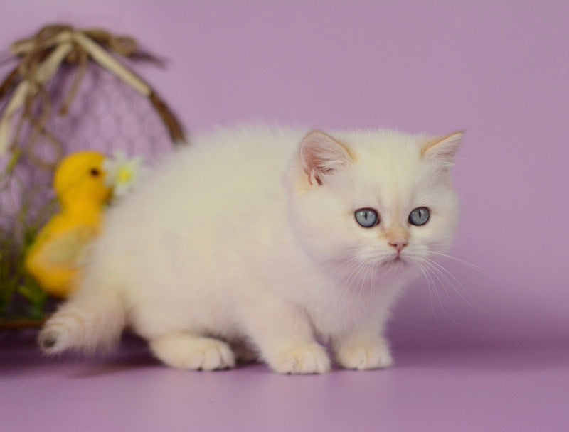 Rosa British Shorthair female, black golden shaded pointed