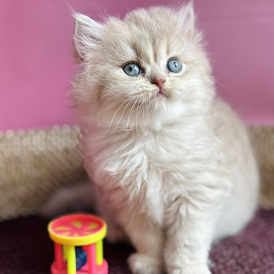 Shanti British Longhair female, lilac golden shaded