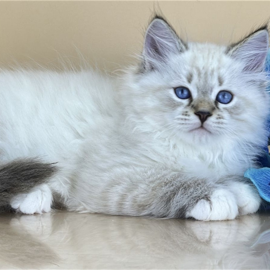 Arctic Siberian male, seal tabby pointed with white
