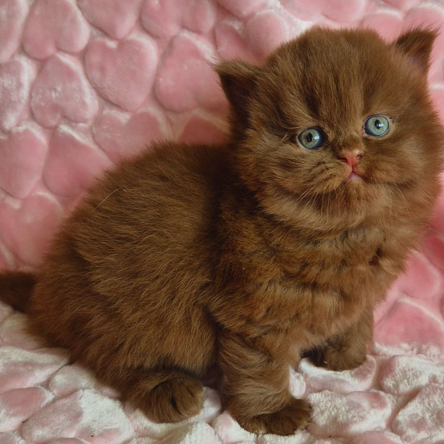 Gucci British Longhair male, cinnamon