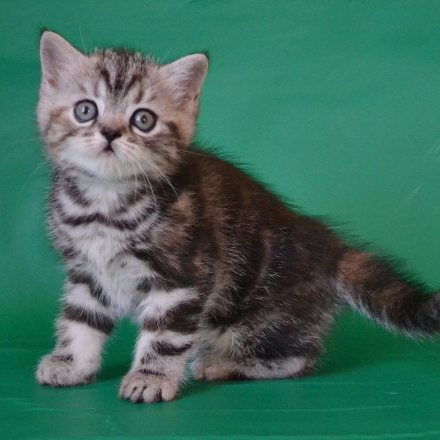Ola Scottish Straight female, black tortie silver tabby