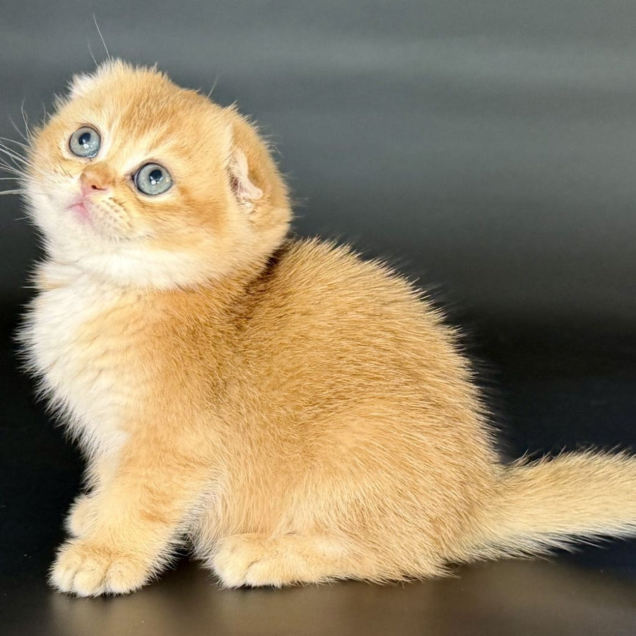 Ulani Scottish Fold female, black golden chinchilla