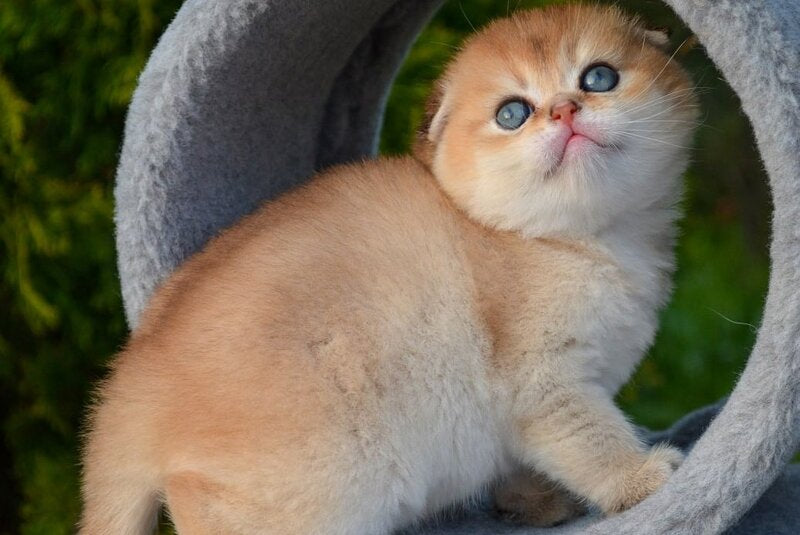 Garfild Scottish Fold male black golden shaded - live animals