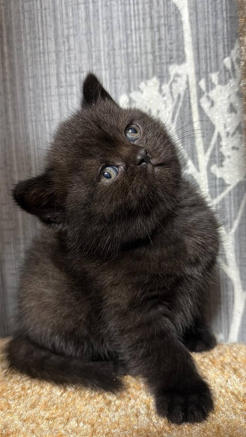 Baghira Scottish Straight female black - live animals