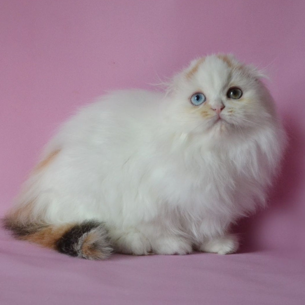 Selena Scottish Fold female, black tortie van