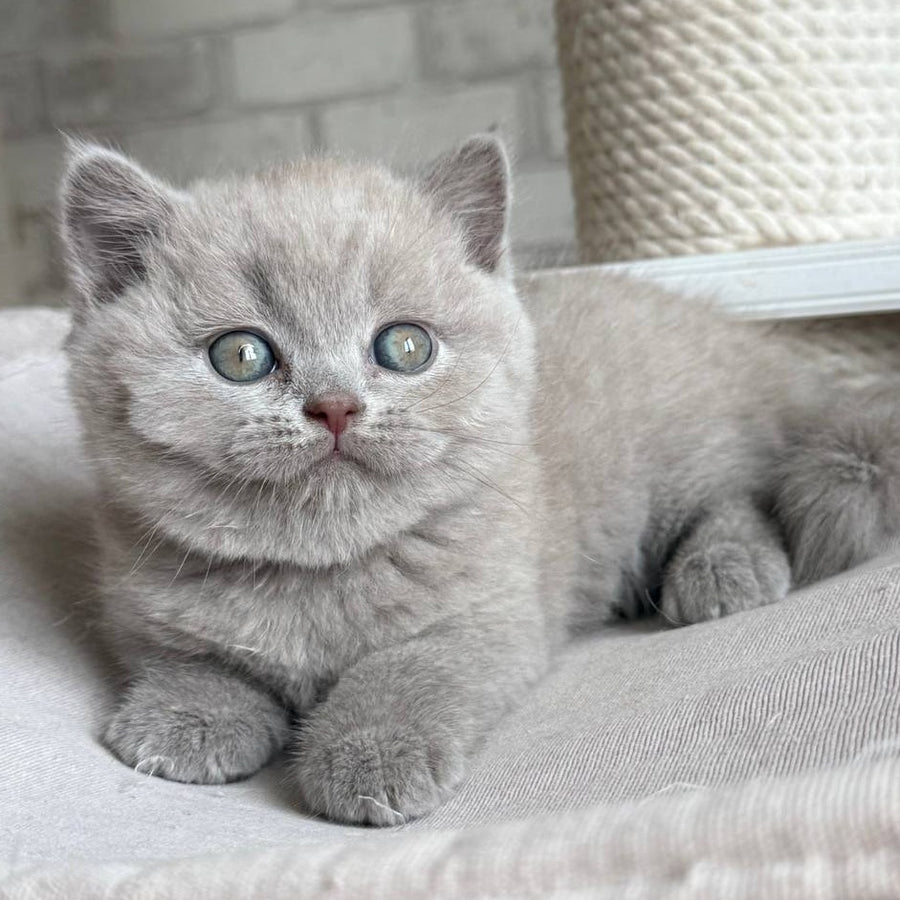 Bastian British Shorthair male, lilac