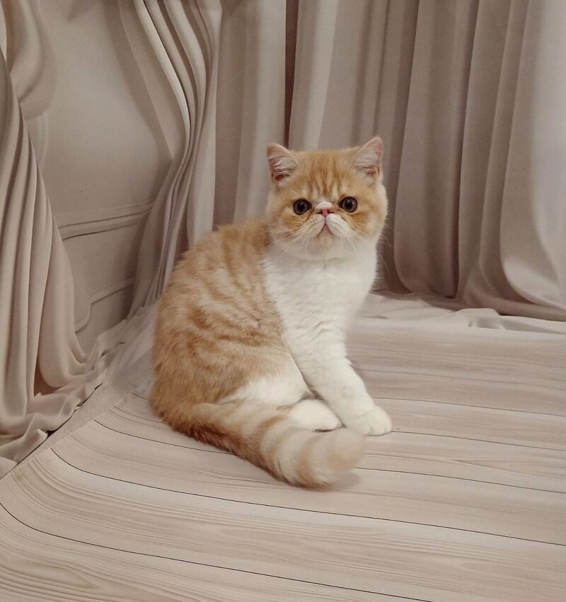 Iveriy Exotic male, red silver spotted tabby bicolour