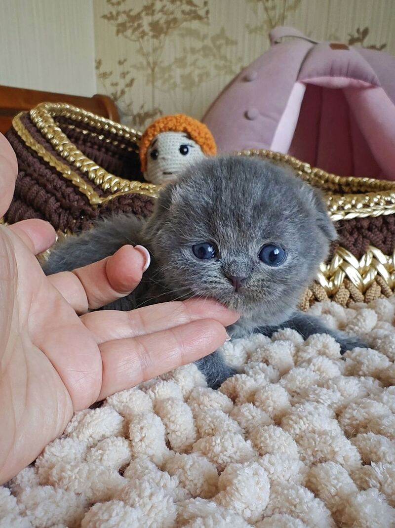 Unik Scottish Fold male, blue