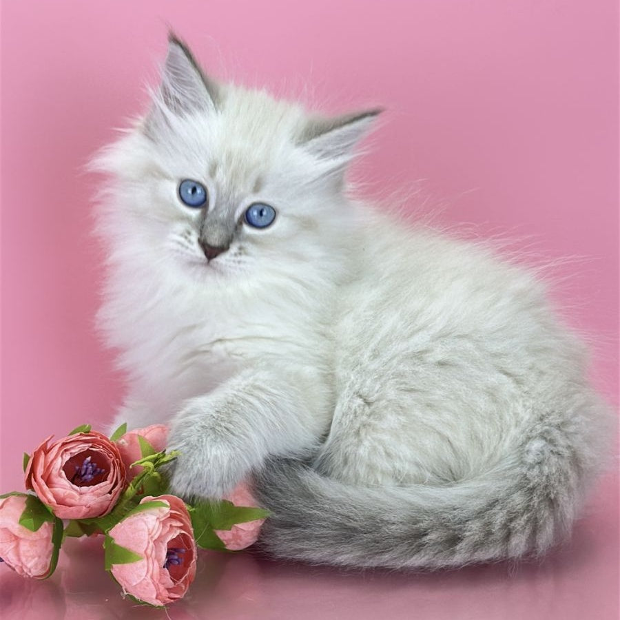 Zenia Siberian female, blue tabby pointed