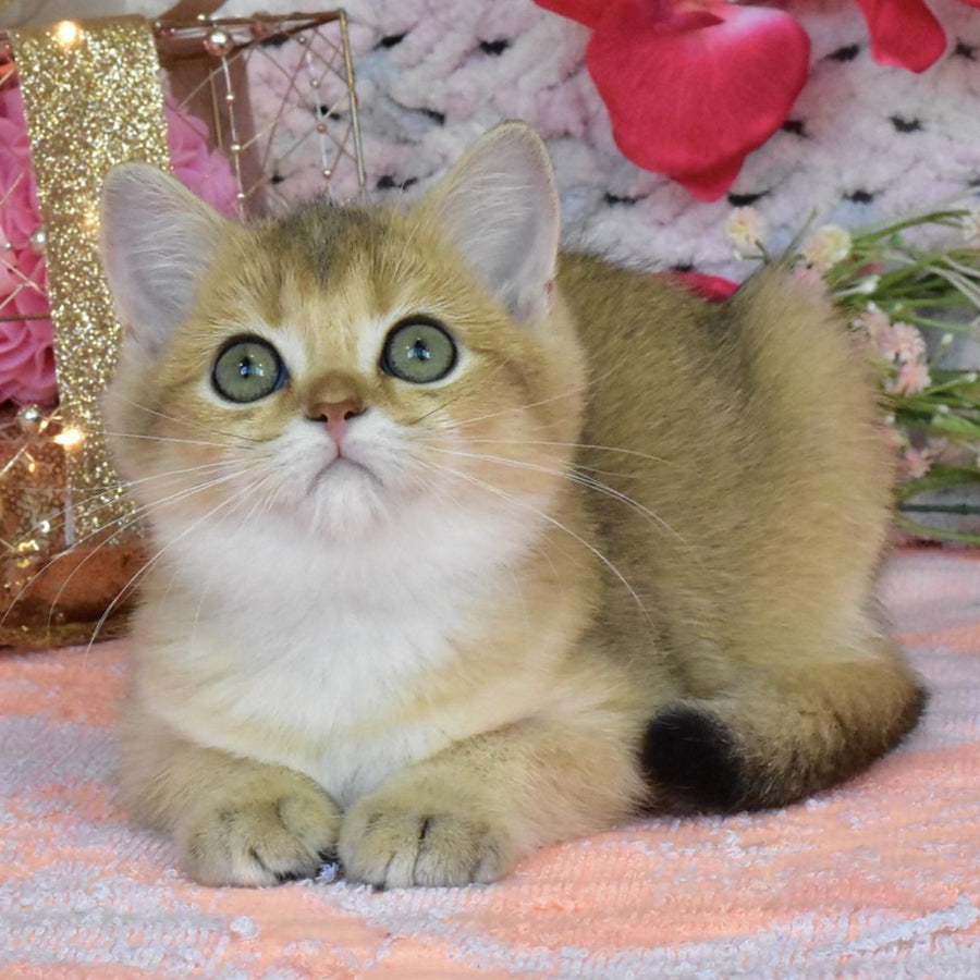 Hummer British Shorthair male, black golden shaded
