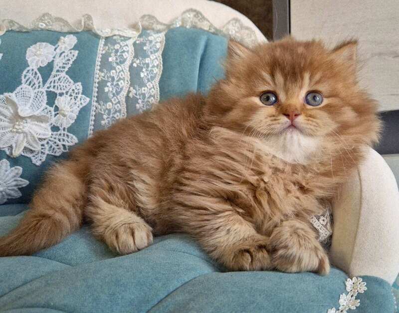 Maribel British Longhair female chocolate golden shaded - live animals
