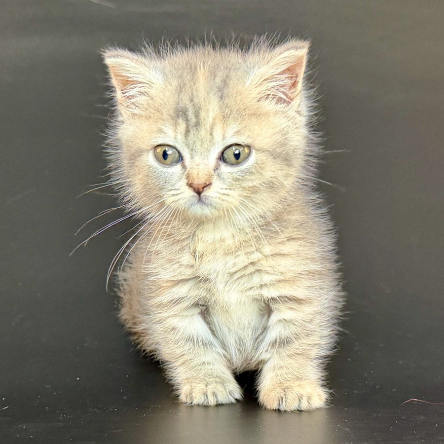 Arrow Munchkin female, blue tortie tabby