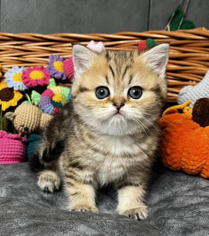 Fiona Scottish Straight female, black golden tabby