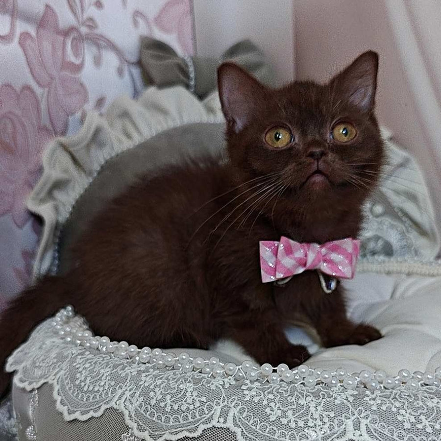 Volter British Shorthair male, chocolate