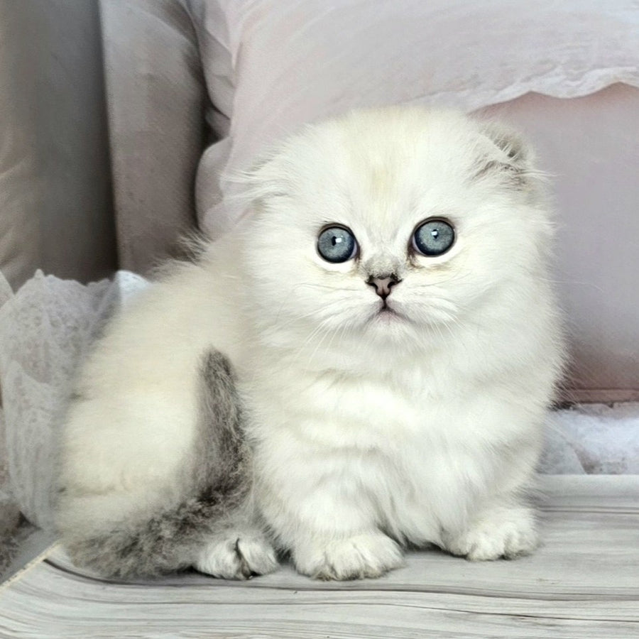 Sapphire Munchkin female, black silver shaded pointed
