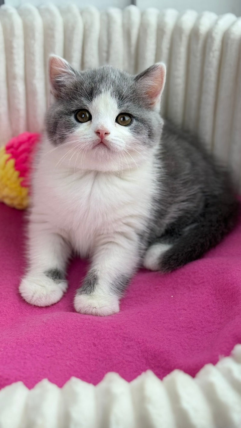 Alice Scottish Straight female, blue bicolour