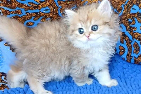 Whiskey British Longhair male black golden shaded - live animals