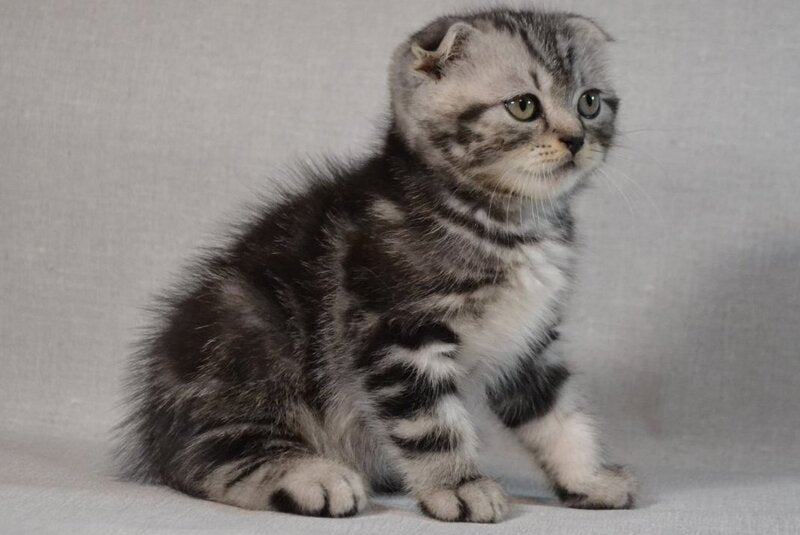 Sam Scottish Fold male, black silver tabby