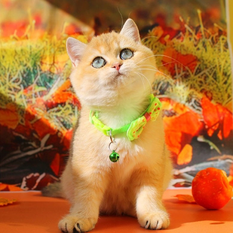 Kitty British Shorthair female, black golden shaded