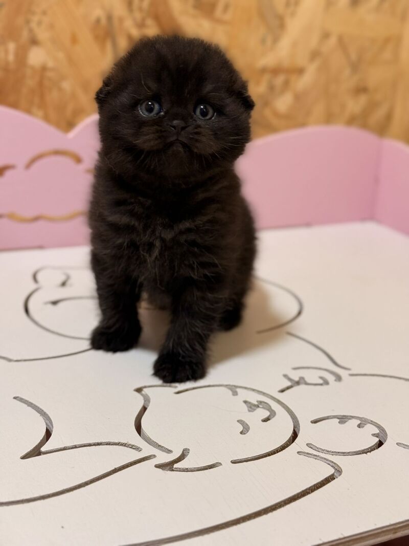 Florence Scottish Fold female, black
