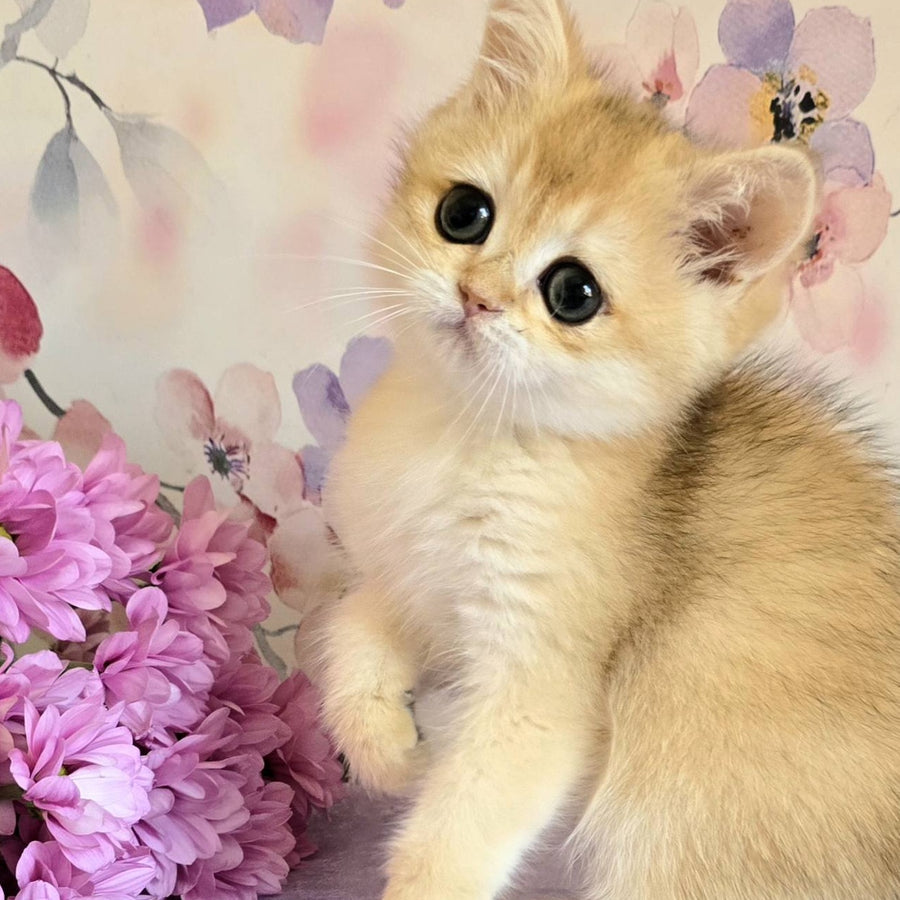 Alice British Shorthair female, black golden shaded