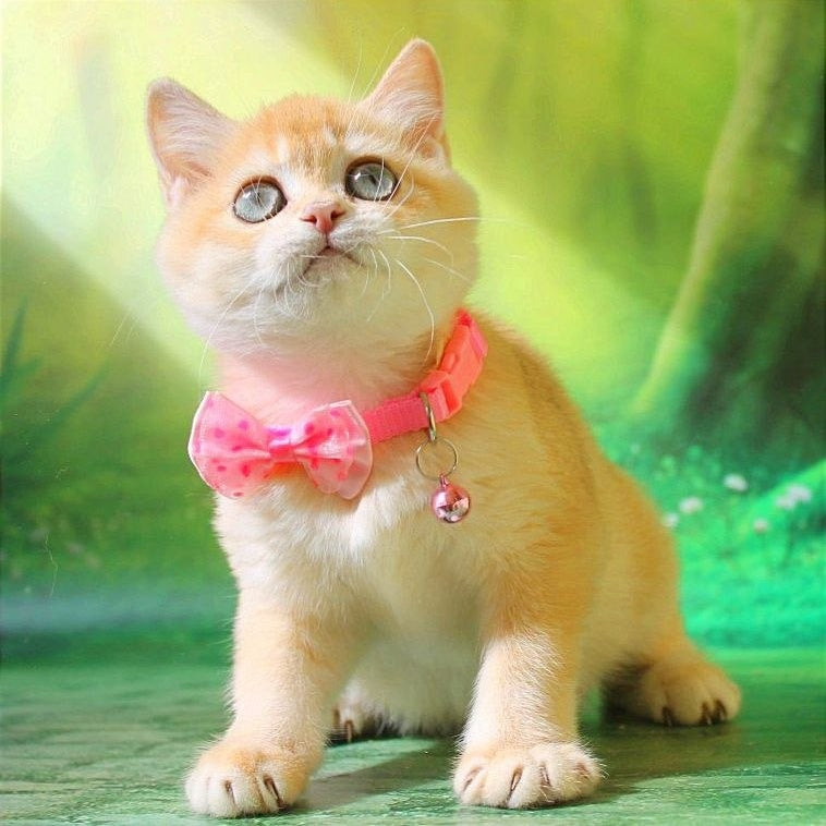 Kelly British Shorthair female, chocolate golden chinchilla