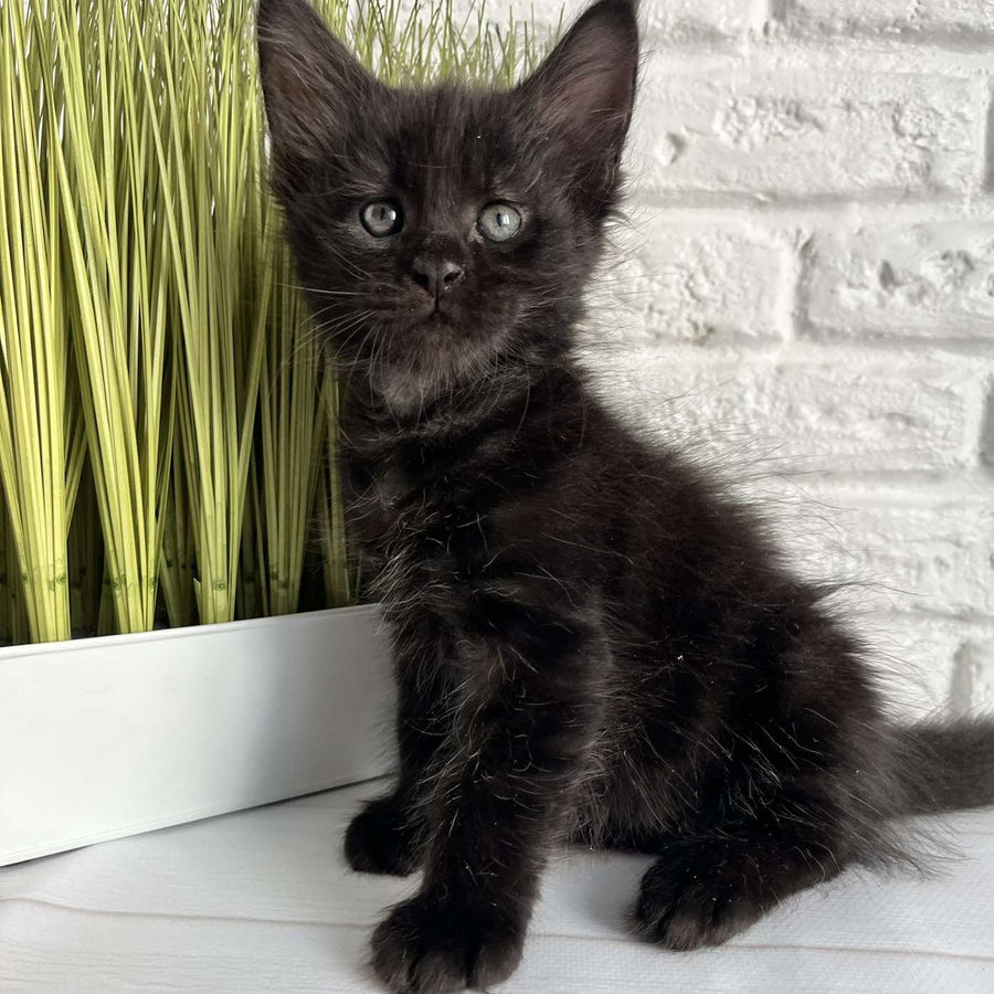Jasper Maine Coon male, black