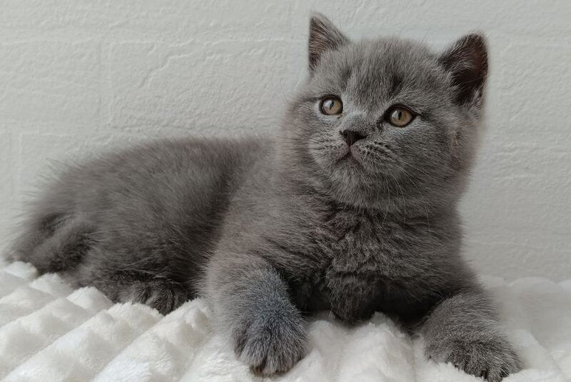 Vincent Scottish Straight male blue - live animals