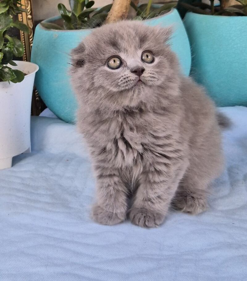 Erik Scottish Fold male, blue