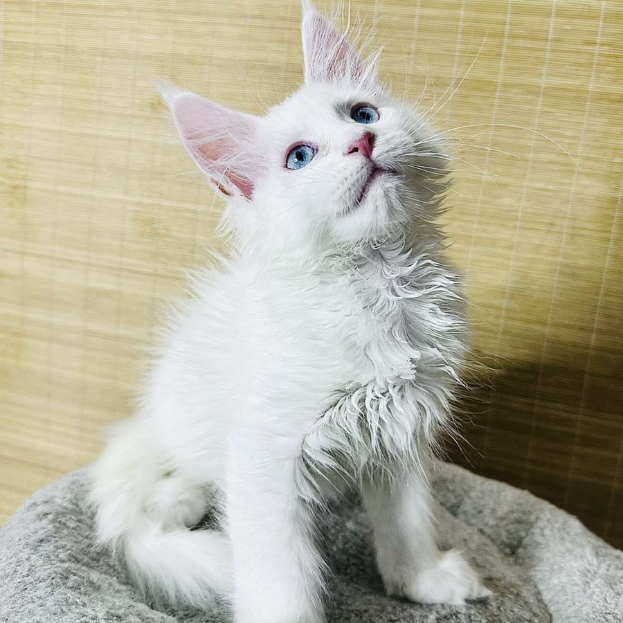 Melissa Maine Coon female, white