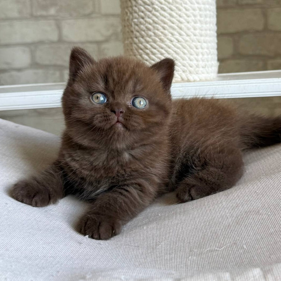 Bruno British Shorthair male, chocolate