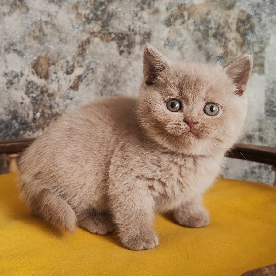 Bounty British Shorthair female, fawn