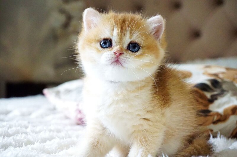 Iris British Shorthair female, black golden chinchilla