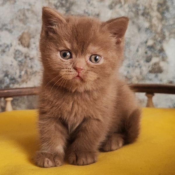 Betty British Shorthair female, cinnamon